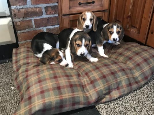 PoulaTo: Σκυλιά και κουτάβια Beagle